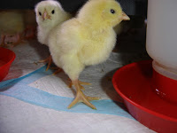 One of the chicks getting brave enough to venture out.