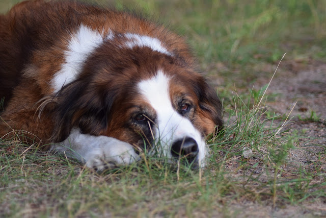 Pet Hydration Awareness Month: Is my pet dehydrated?