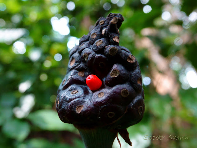 Arisaema ringens