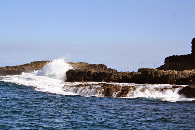 Seal Watching Cruise, Phillip Island