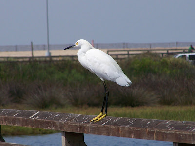 Snowy Egret on Bolsa Chica Bridge