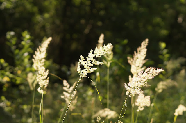 Norfolk countryside in July