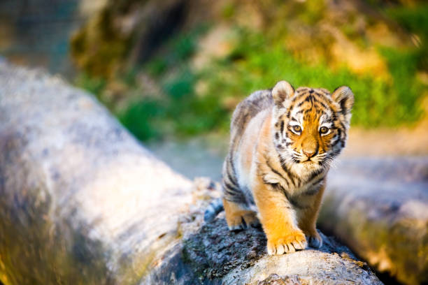 baby tiger Wallpaper