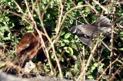 Greater Coucal - Mobbed by Spot-breasted Fantail