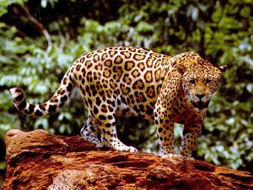 The 7 Big Cat Species_www.wonders-world.com_1166080771