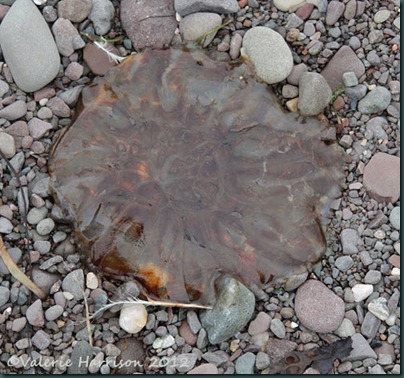 5-jellyfish