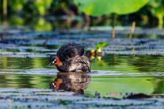 An Bui 2024 Dong Thap - Little grebe (Le hôi)