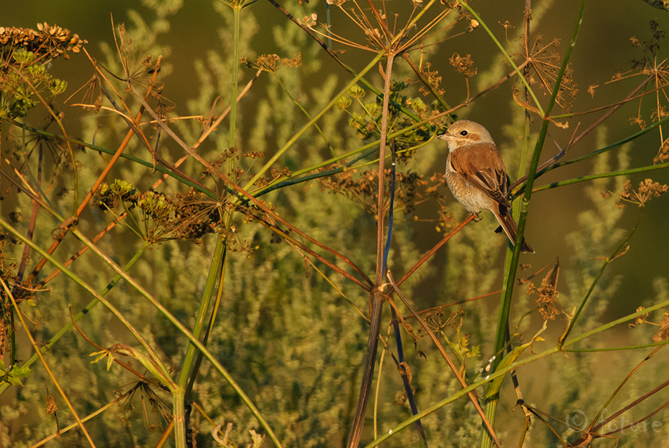 Punaselg-õgija, Lanius collurio, Red-backed Shrike