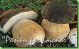 Boletus Aereus