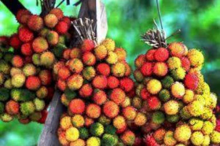 Rambutan Rapiah Berbuah Murah Banjarbaru