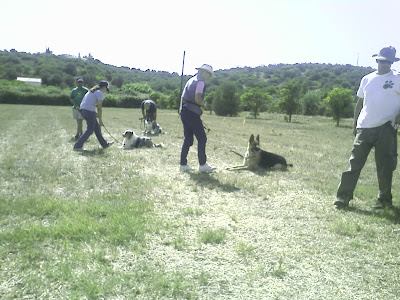 workshop de Obediência