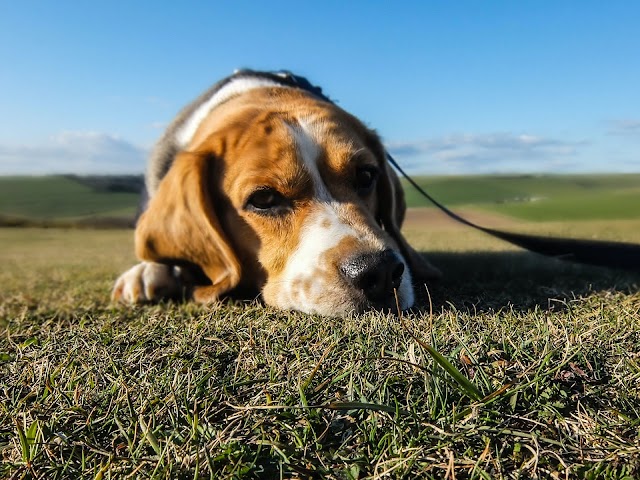 Dor de estômago de cachorro: qual é o problema?