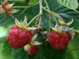 american red raspberry fruit images