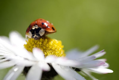 Macro Photography