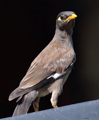 Common Myna Resident