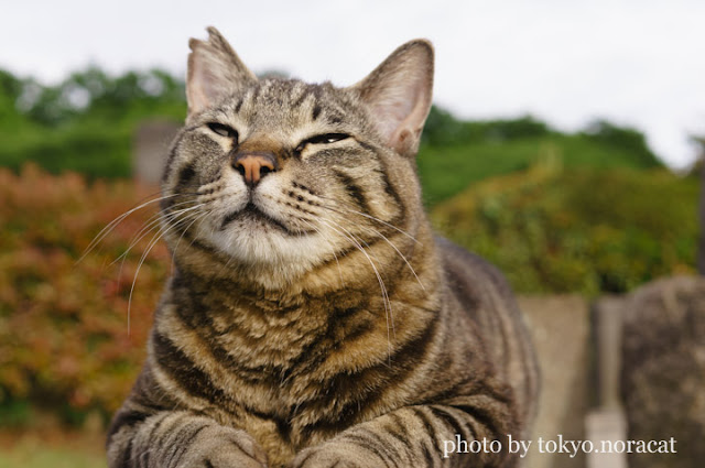 野良猫の写真