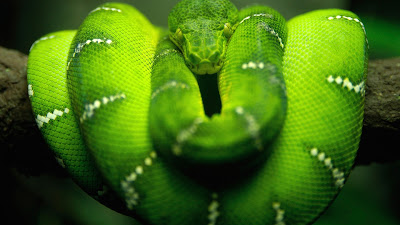 Green Tree Python,green snake,snake