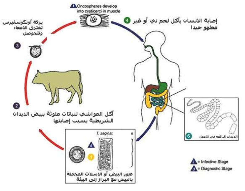 شكل (5) دورة حياة دودة البقر الشرطية