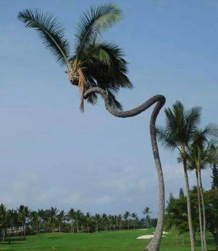 Subhanallah Tanaman Tanaman Ini Tumbuh