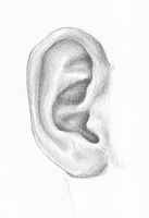 Drawing of an ear