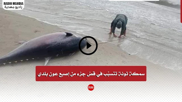 قصور الساف : سمكة تونة تتسبّب في قصّ جزء من إصبع عون بلدي