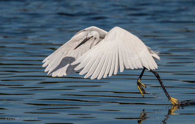 Birds in Flight Photography With Canon EOS 70D / EF70-300mm f/4-5.6L IS USM Lens