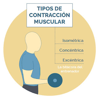 Tipos de contracciones musculares