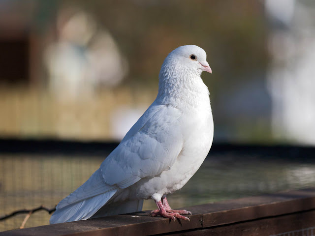 White Dove Wallpapers