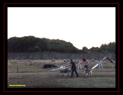 Herding with Australian Shepherd