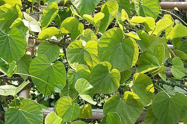 pokok herba,bunga, ulaman dan segala jenis tumbuhan ...