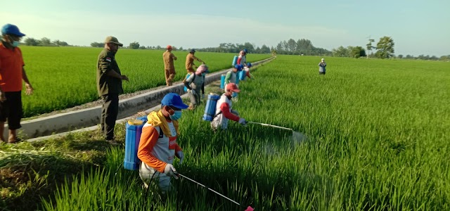 Daya Beli Petani di Sumut Turun 