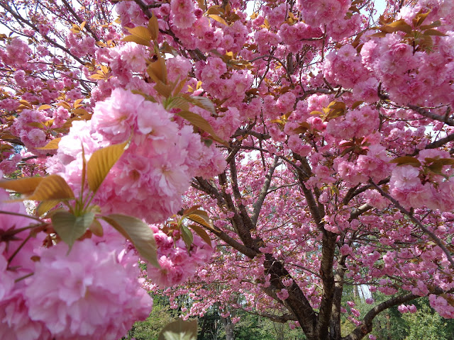 八重桜が満開