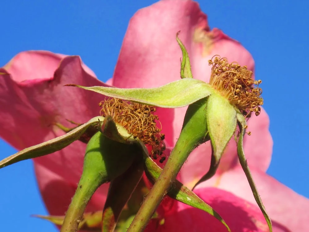 Beautiful English rose garden