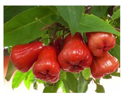 Herbal Untuk Kesehatan MANFAAT BUAH  JAMBU  AIR 