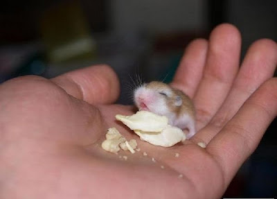 Cute Baby Mouse Eating Chips!