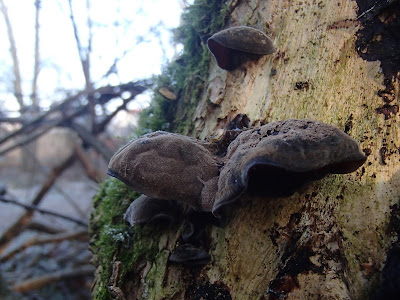 grzyby 2016, grzyby w grudniu, grzyby w zimie, zimowe grzybobranie, maślanka ceglasta Hypholoma lateritium, zimówka aksamitnotrzonowa Flammulina velutipes, uszak bzowy Auricularia auricula-judae, kisielnica kędzierzawa. Exidia nucleata