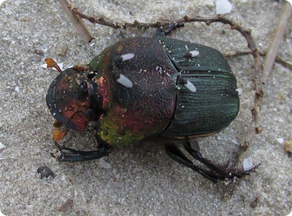 6 Dung Beetle (9)