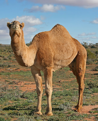 Camel Facts