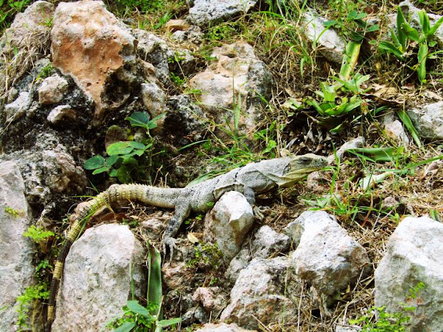 iguana sito uxmal