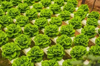 Hydroponic Butterhead Lettuce