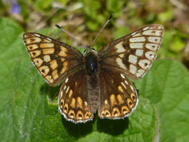 Duke Of Burgundy (2021)