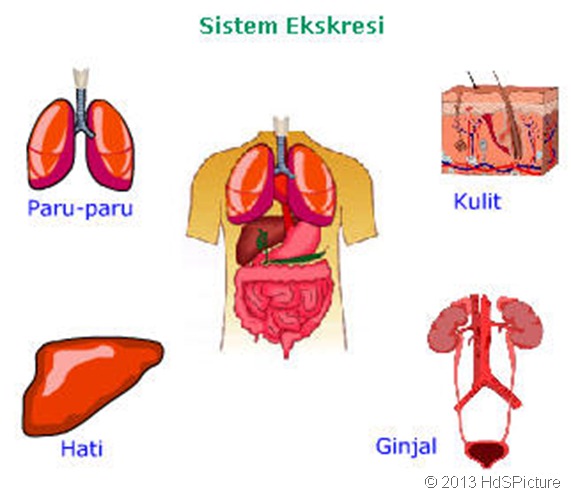  merupakan salah satu proses pengeluaran zat dari badan Artikel -  4 Alat-Alat Ekskresi pada Manusia