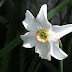 Poet's Daffodil Blooming Season