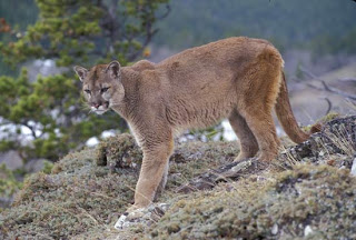 puma Puma concolor carnivoros de Argentina