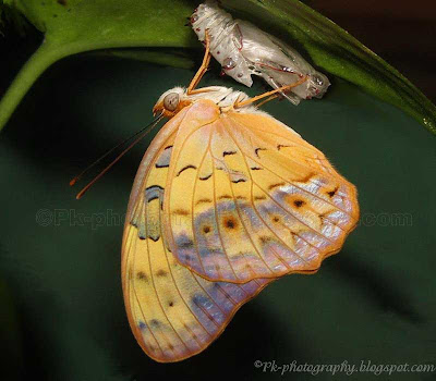 Common Leopard Butterfly