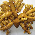 Benefits of 'Temulawak' For Health Herbal Medicine From Indonesia
