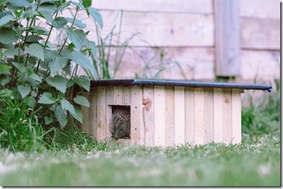 Hedgehog house. Photo: flyingcanadianphotography.com