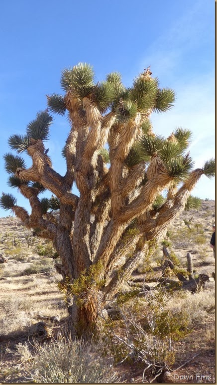 Calico hike_021