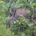 Belasan Gajah Liar Masuk ke Kebun Sawit