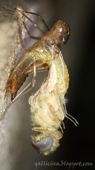 Tramea limbata emerging